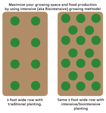 biointensive_example